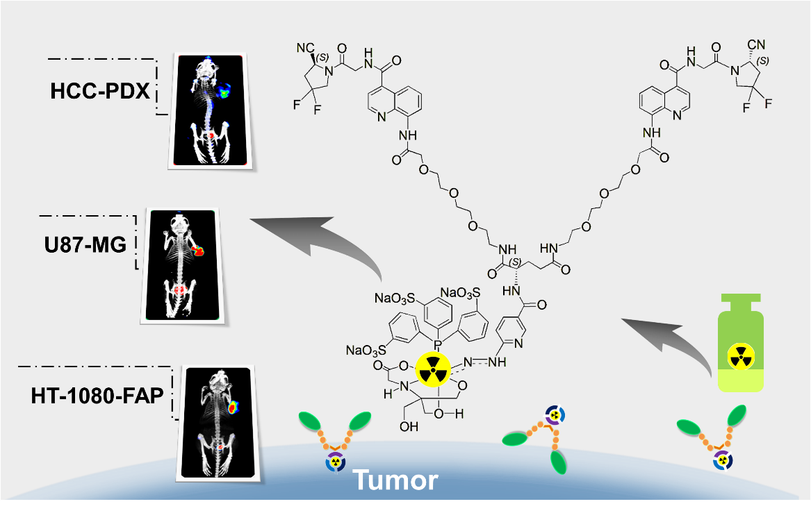 我院郭志德团队在Journal of Medicinal Chemistry发表背靠背文章：FAP靶向放射性药物新成果
